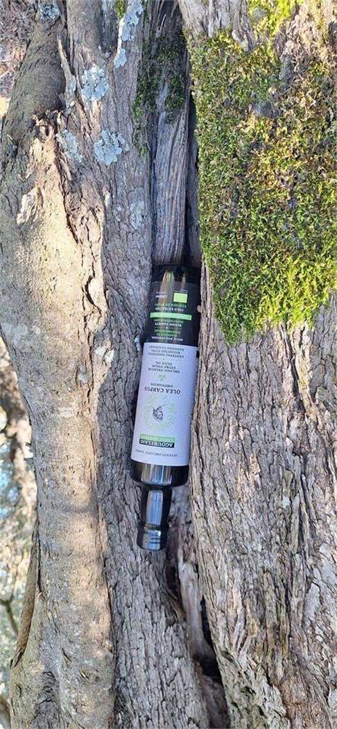 Φιάλη αγουρέλαιου Olea Carpus τοποθετημένη κάθετα στον κορμό ελιάς